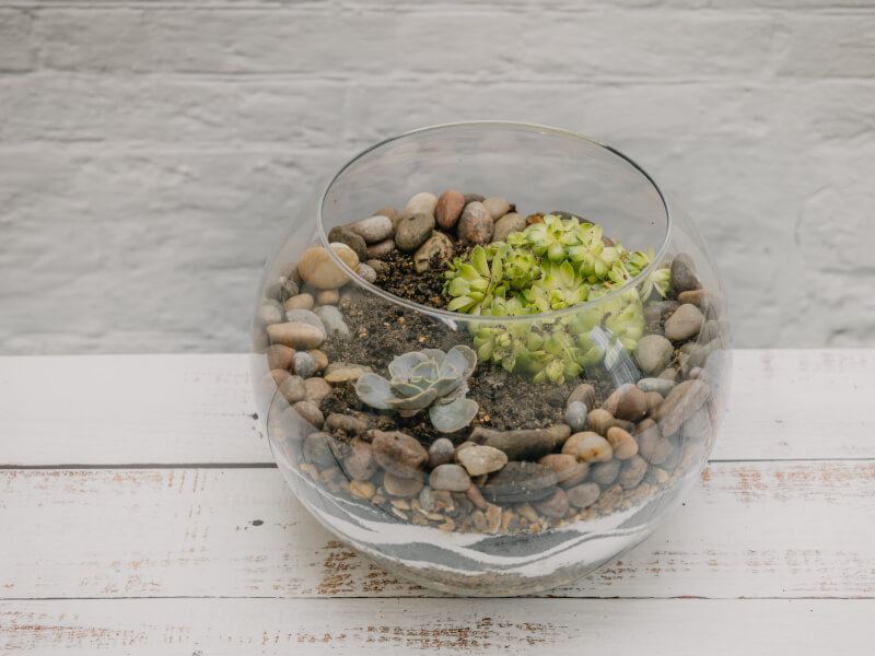 Types of Terrarium Classes to Brighten Your NYC Space
