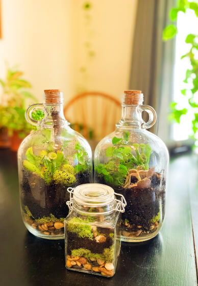 Terrarium Plants: How to Choose Them and How to Care for Them