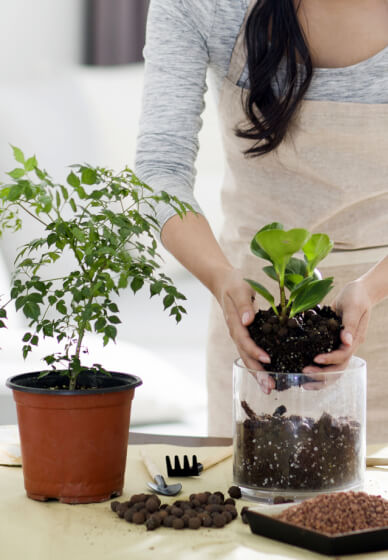 DIY Houseplant Care and Management