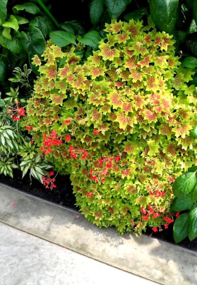 DIY Landscaping for Trees and Shrubs
