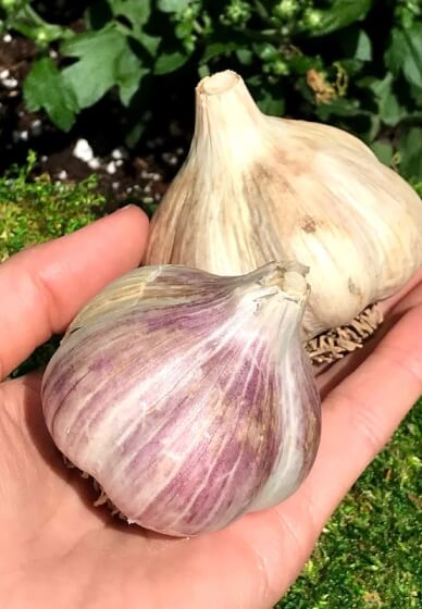 Grow Organic Garlic