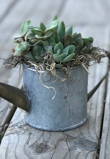 Itty Bitty Succulent Container Workshop