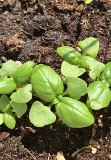 Learn How to Grow Organic Italian Herbs