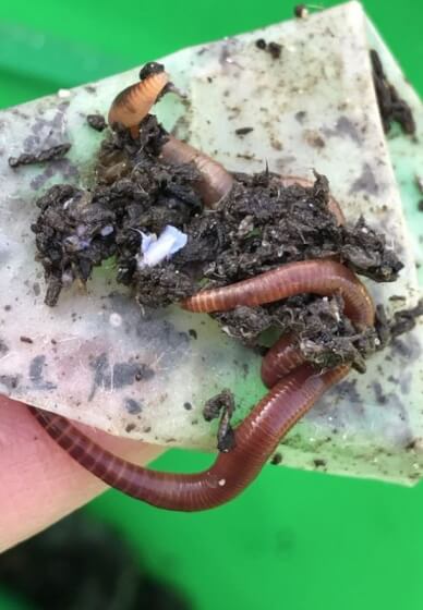 Learn Indoor Composting with Worms