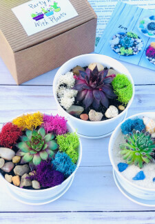 Make a Winter Succulent Terrarium at Home, Online class & kit