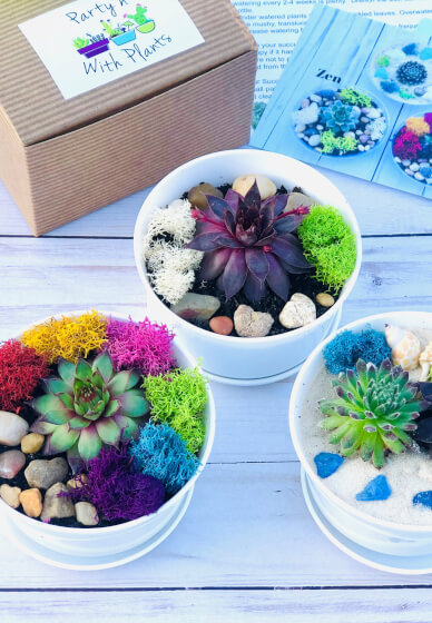 Paint and Plant, Succulent Planter, DIY Pottery Painting Kit, Cactus  Planter, at Home Pottery Kit, Planter Kit, Paint Party Idea for Adult 