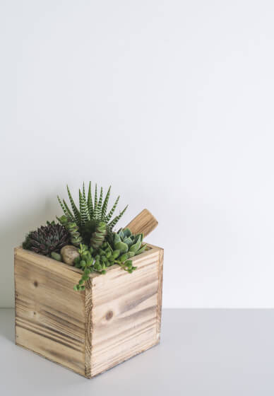 Make a Rustic Wooden Succulent Arrangement