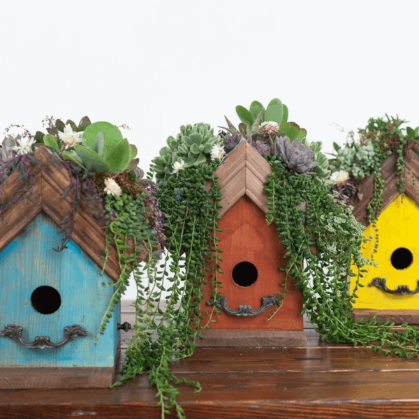 https://classbento.com/images/class/make-a-succulent-birdhouse-at-home-600.jpg