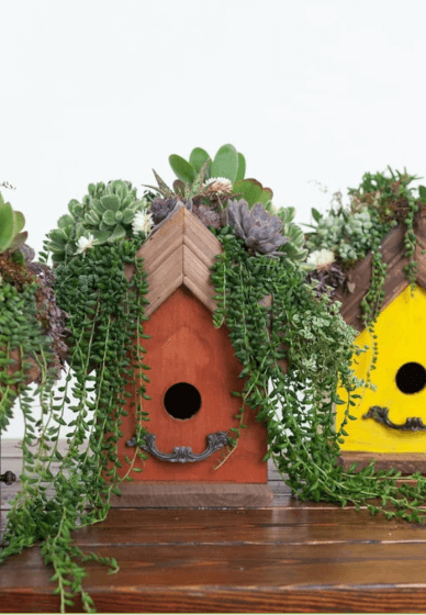 Make a Succulent Birdhouse at Home