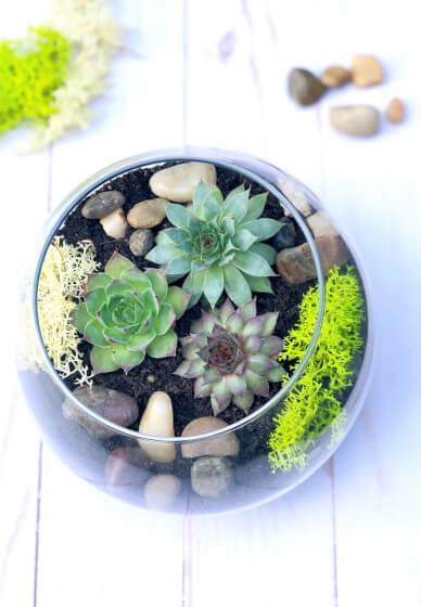 Make a Succulent Terrarium at Home