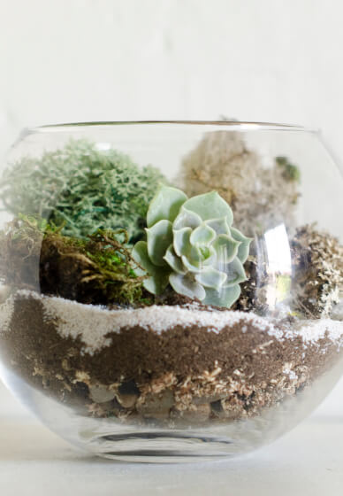 Make a Succulent Terrarium Bowl at Home