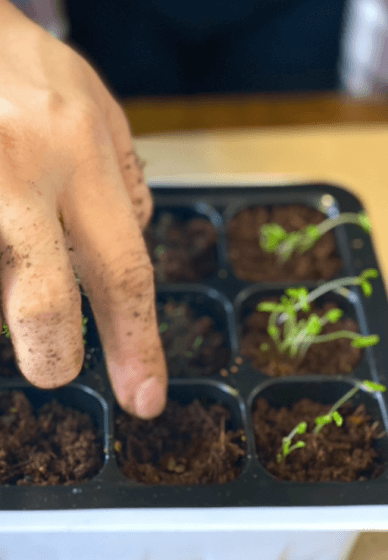 Make an Indoor Herb Garden