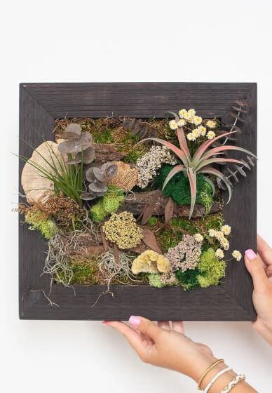Make Moss Wall with Air Plants at Home