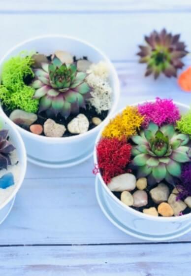 DIY Garden Kit (Succulents or Cactus) - Wedding Succulent Favors