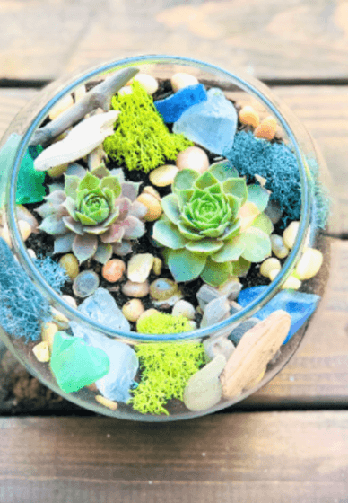 Natural SEA Glass Terrarium Craft Kit