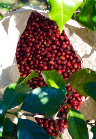 Taste Coffee at Home: Seed to Cup
