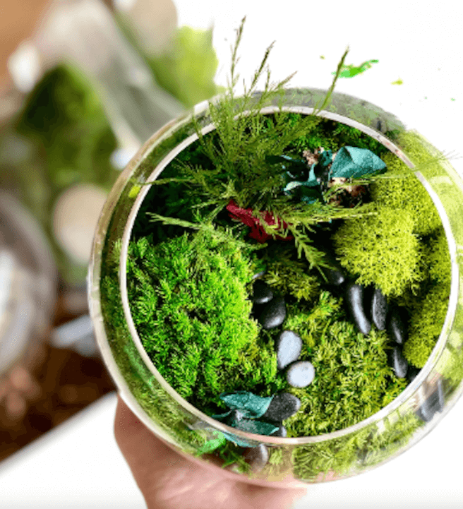 How To Collect MOSS For TERRARIUM  EASY DIY glass terrarium 