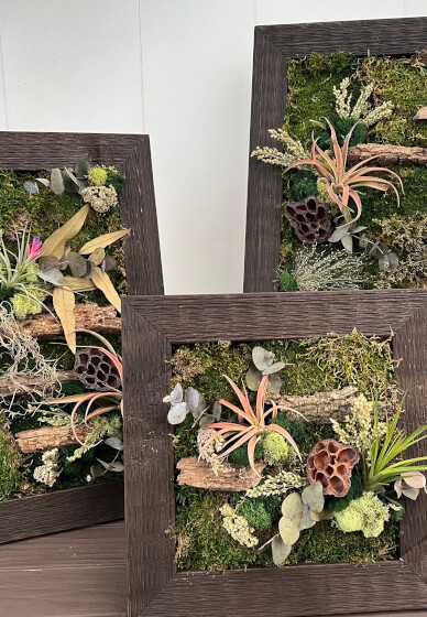 Preserved Moss Frame Class Houston, Gifts