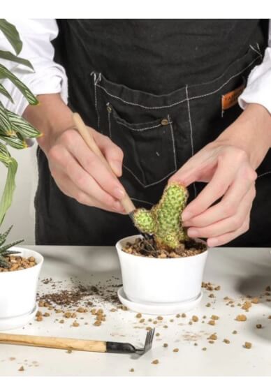 DIY Garden Kit (Succulents or Cactus) - Wedding Succulent Favors
